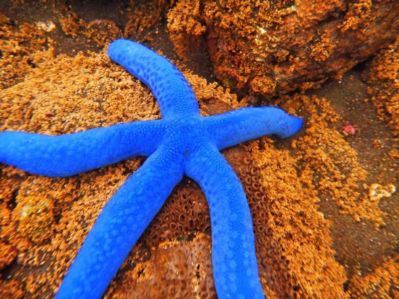 Blue_Starfish